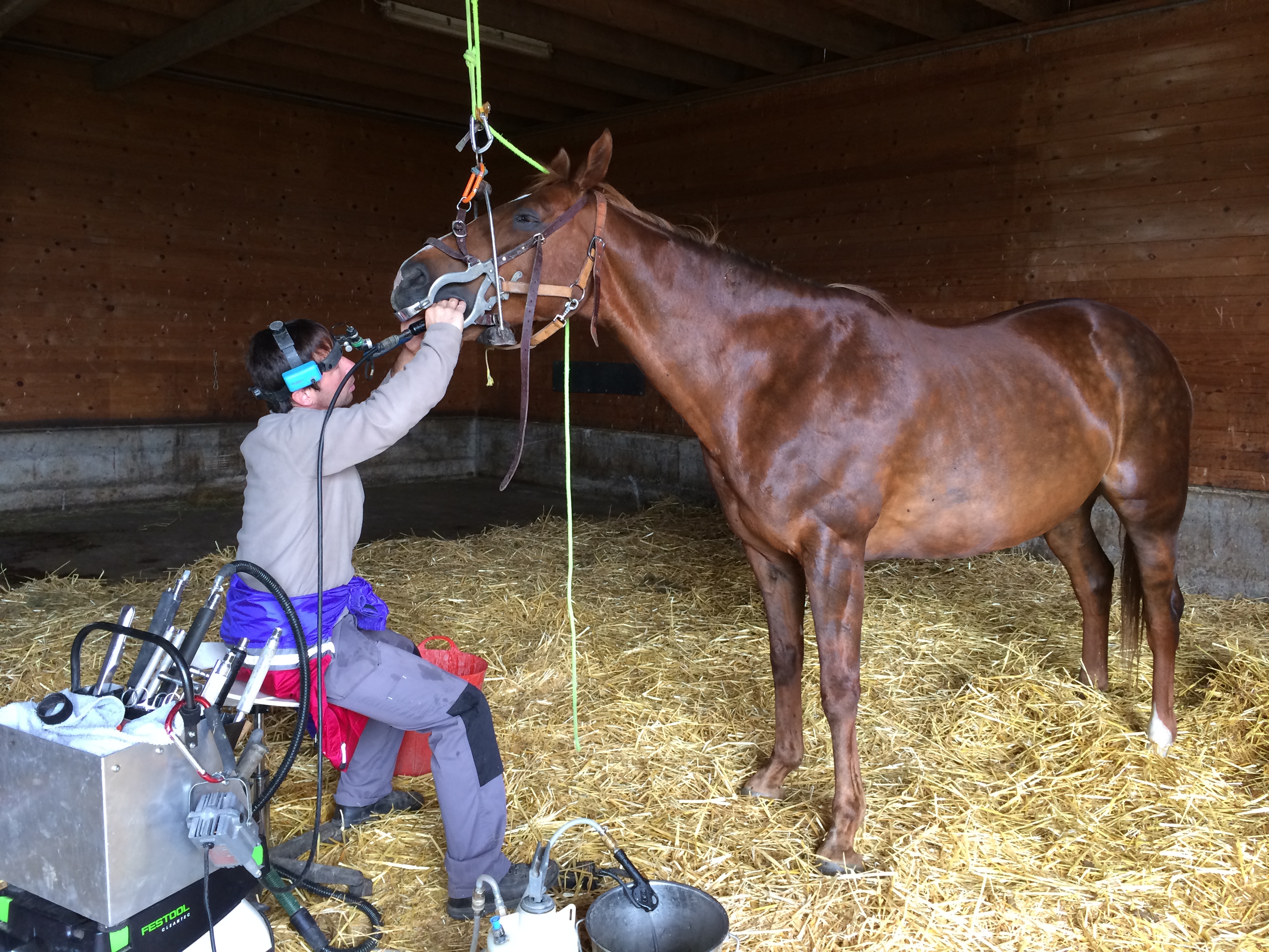 Pferdezahnarzt während der Behandlung